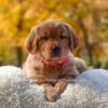 Image of Mi-Yum, a Golden Retriever puppy