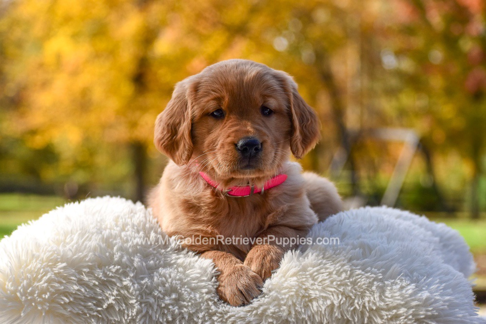 Mi-Yum Image of Mi-Yum, a Golden Retriever puppy