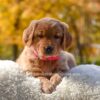 Image of Mi-Yum, a Golden Retriever puppy