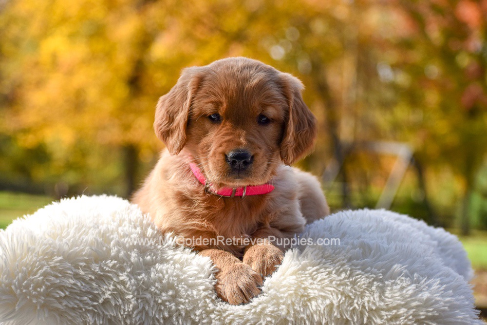 Mi-Yum Image of Mi-Yum, a Golden Retriever puppy