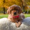 Image of Mi-Yum, a Golden Retriever puppy