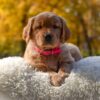 Image of Mi-Yum, a Golden Retriever puppy