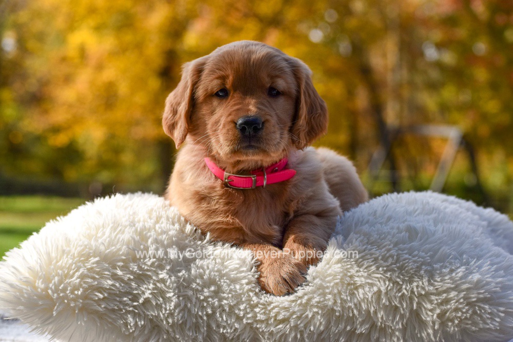 Mi-Yum Image of Mi-Yum, a Golden Retriever puppy