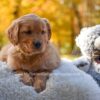 Image of Millie, a Golden Retriever puppy