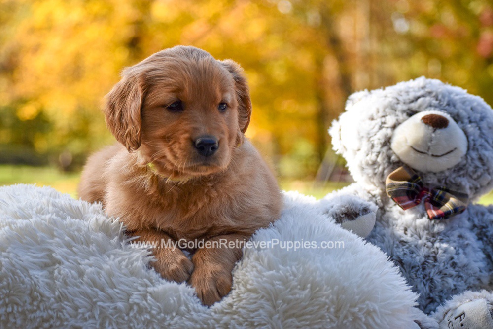 Millie Image of Millie, a Golden Retriever puppy