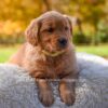 Image of Millie, a Golden Retriever puppy
