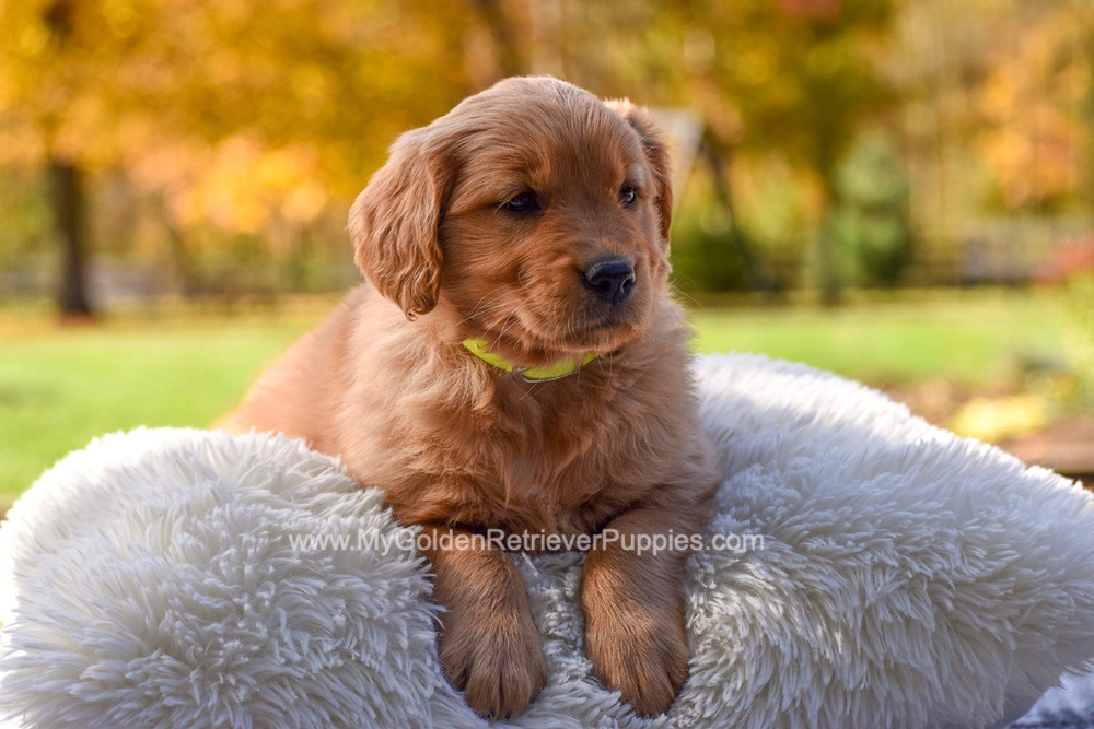 Millie Image of Millie, a Golden Retriever puppy