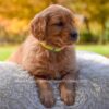 Image of Millie, a Golden Retriever puppy