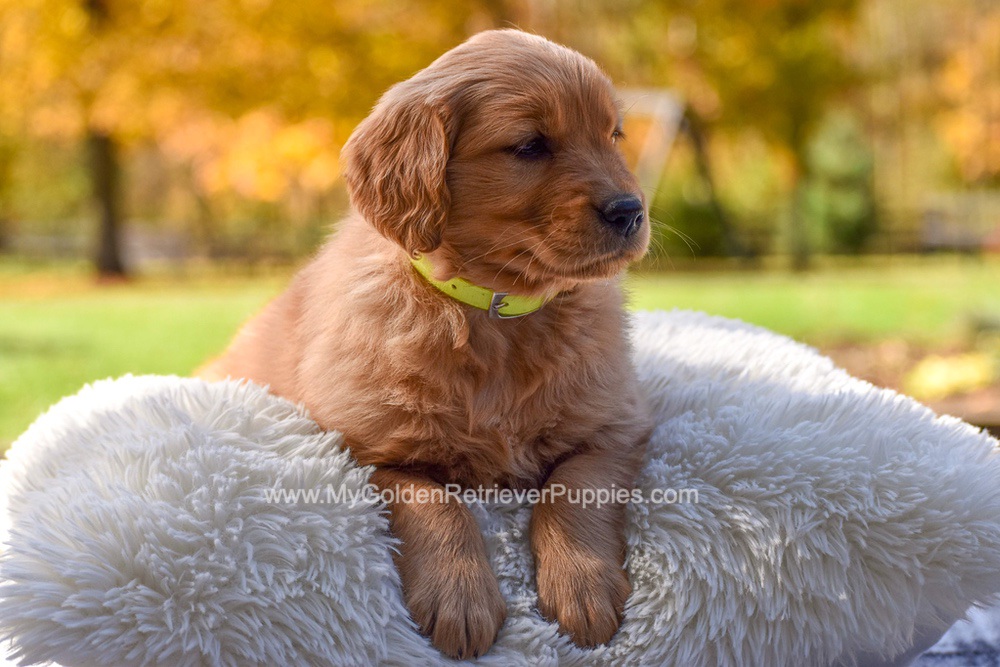 Millie Image of Millie, a Golden Retriever puppy