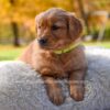 Image of Millie, a Golden Retriever puppy