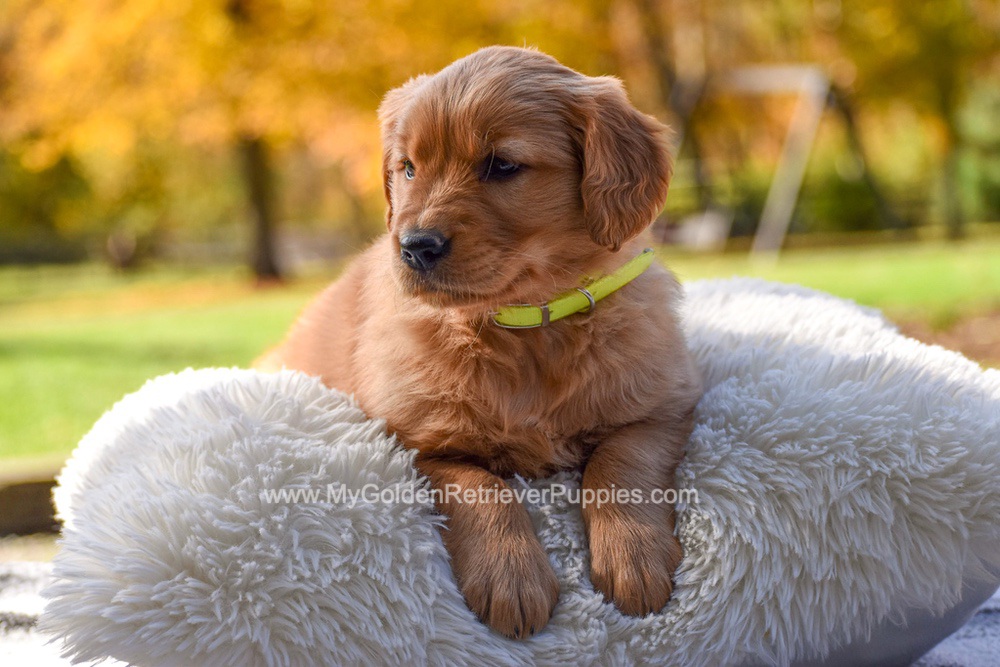 Millie Image of Millie, a Golden Retriever puppy