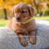Image of Millie, a Golden Retriever puppy