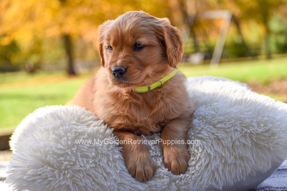 Millie Image of Millie, a Golden Retriever puppy