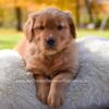 Image of Millie, a Golden Retriever puppy