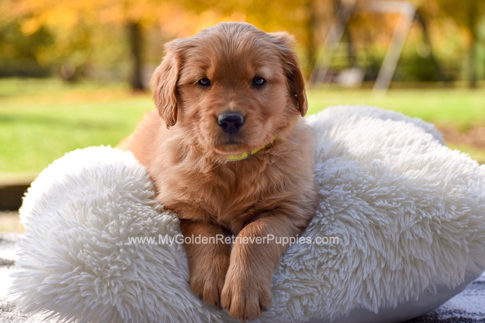 Millie Image of Millie, a Golden Retriever puppy