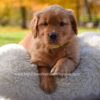 Image of Millie, a Golden Retriever puppy