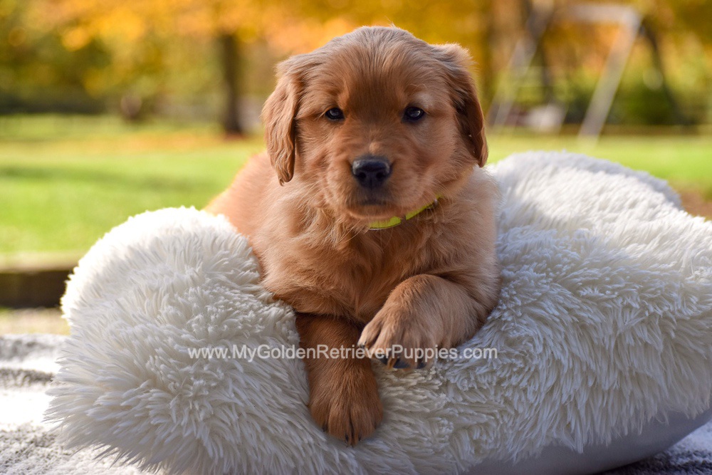 Millie Image of Millie, a Golden Retriever puppy