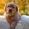 Image of Millie, a Golden Retriever puppy