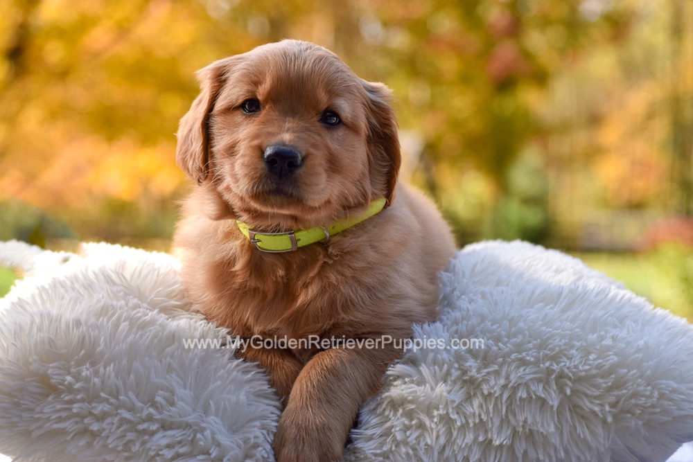 Millie Image of Millie, a Golden Retriever puppy