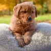 Image of Millie, a Golden Retriever puppy