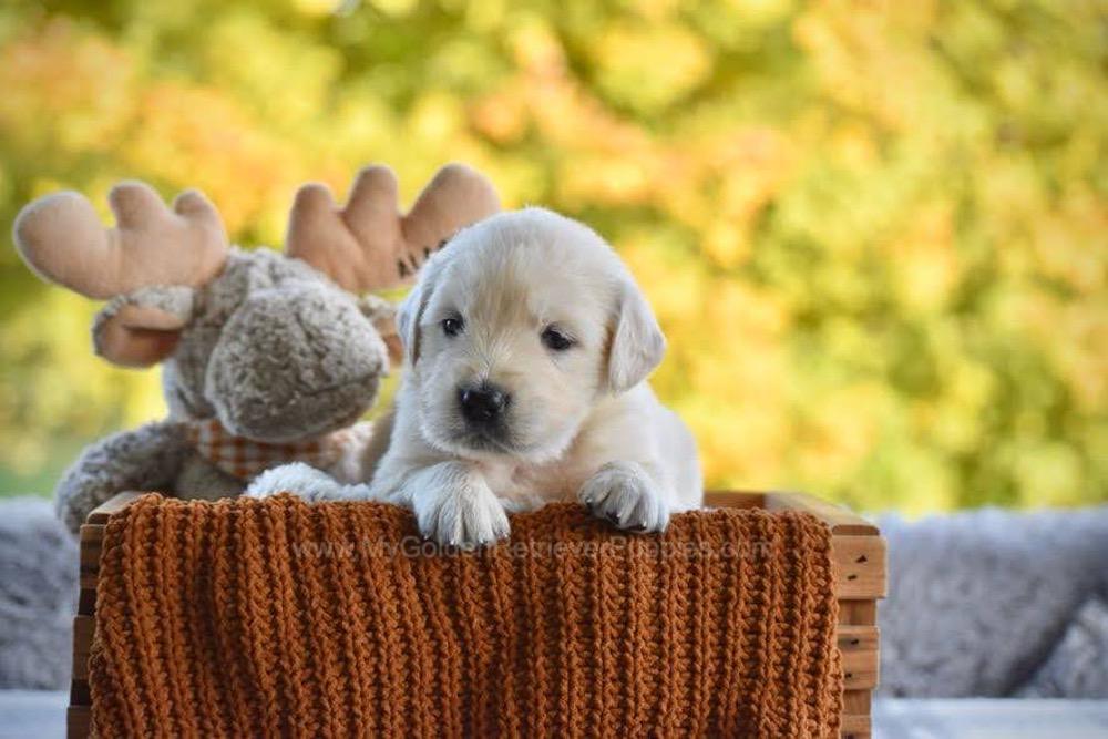 Paige Image of Paige, a Golden Retriever puppy
