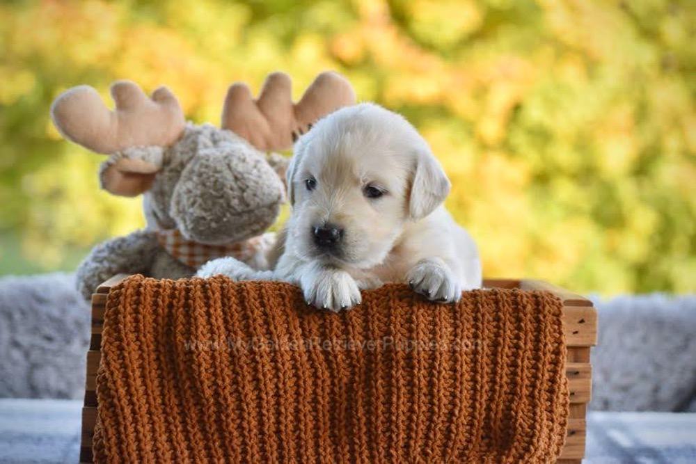 Paige Image of Paige, a Golden Retriever puppy