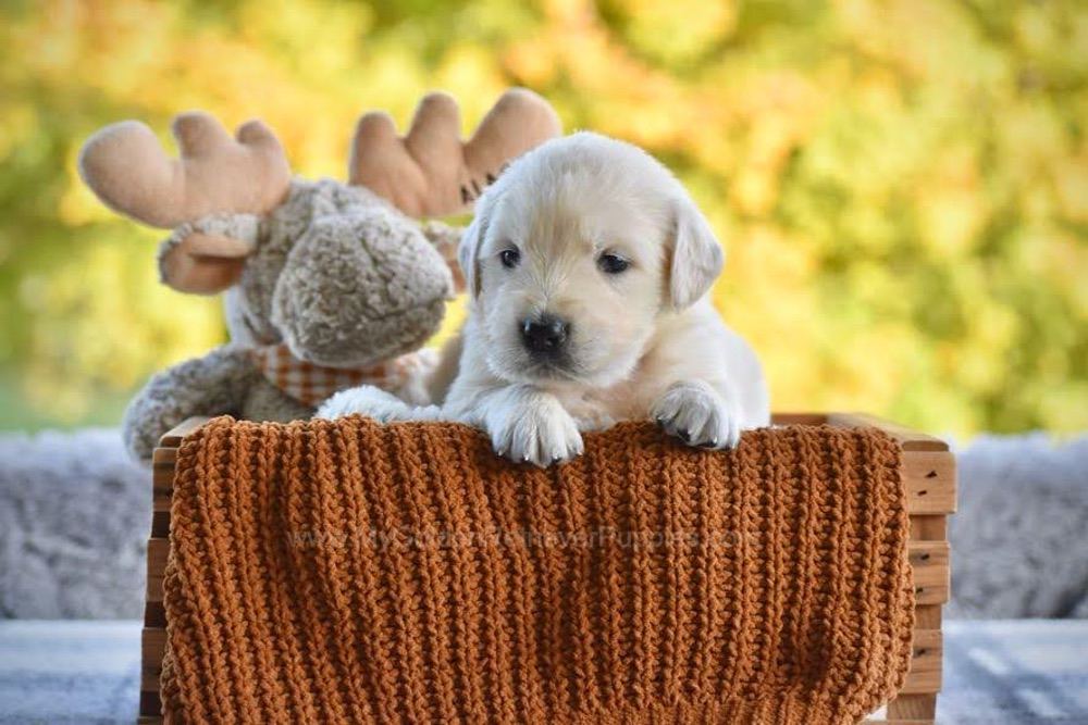 Paige Image of Paige, a Golden Retriever puppy