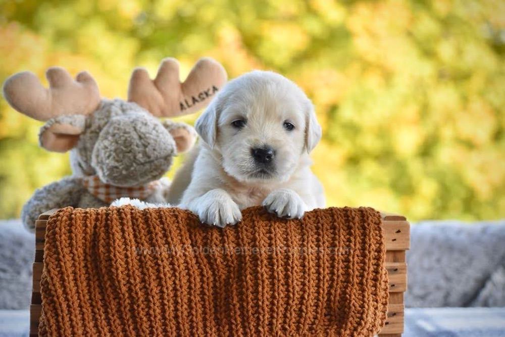 Paige Image of Paige, a Golden Retriever puppy