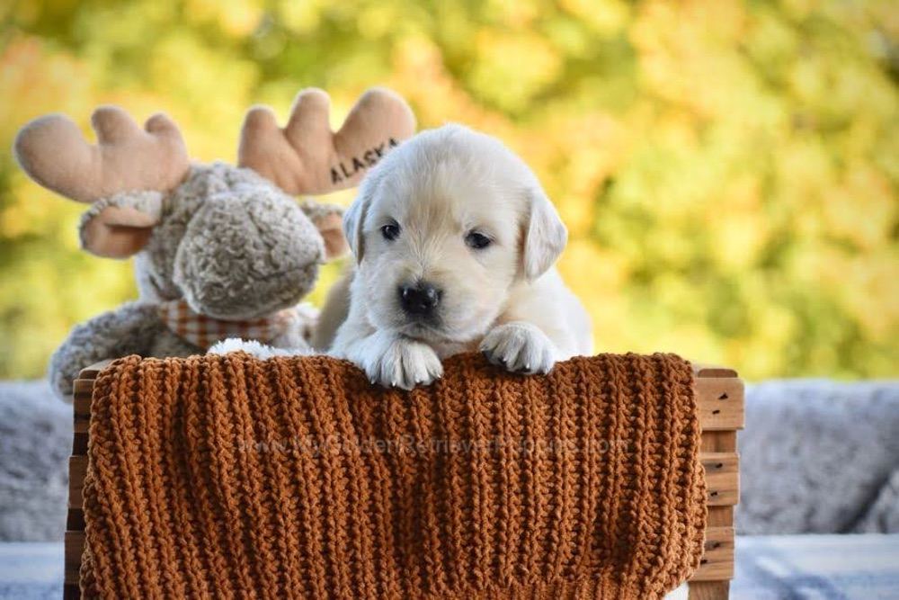 Paige Image of Paige, a Golden Retriever puppy