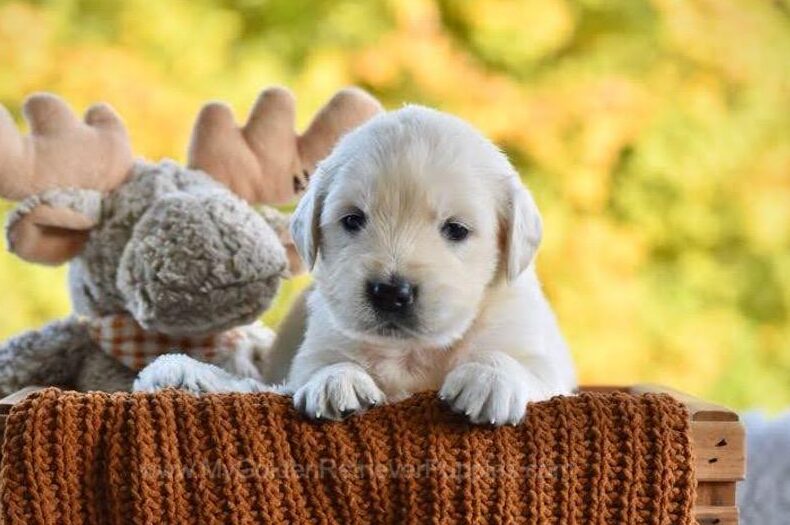 Paige Image of Paige, a Golden Retriever puppy