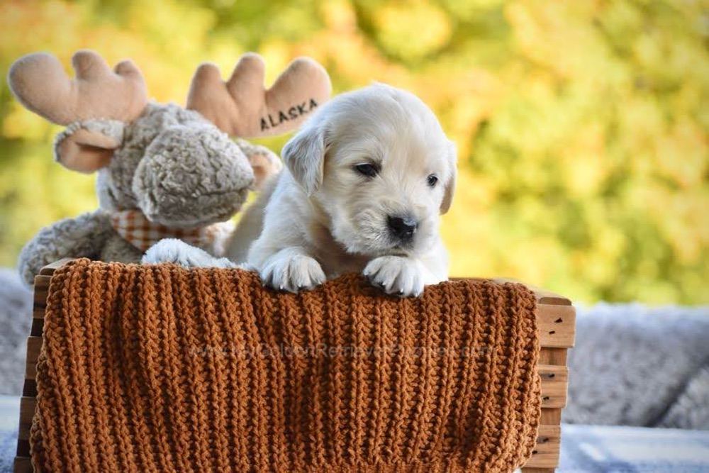 Paige Image of Paige, a Golden Retriever puppy