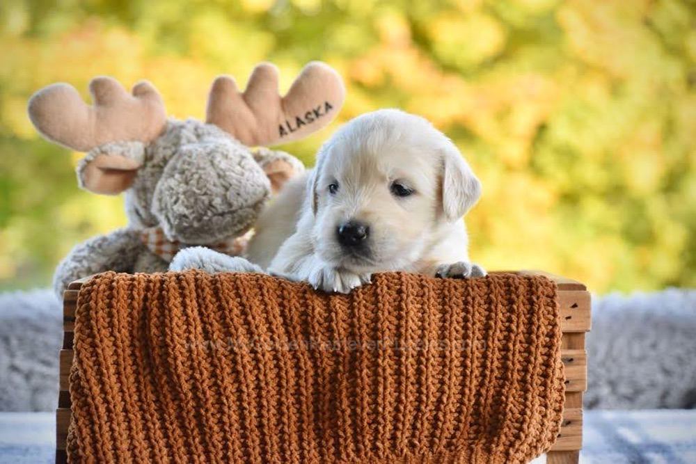 Paige Image of Paige, a Golden Retriever puppy