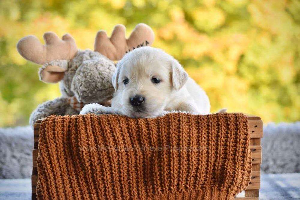 Paige Image of Paige, a Golden Retriever puppy