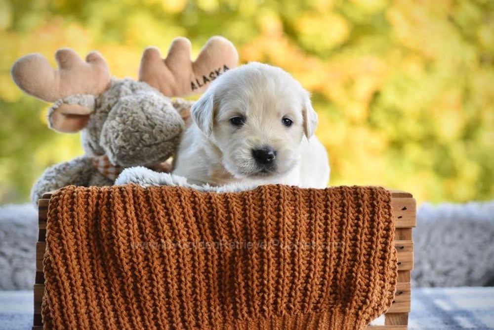 Paige Image of Paige, a Golden Retriever puppy