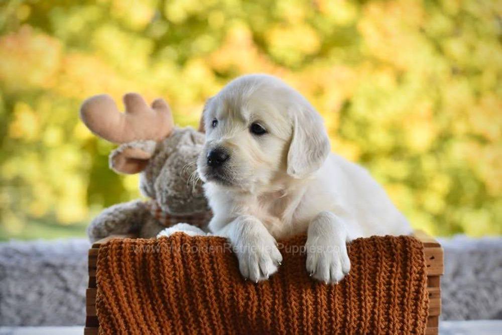 Paisley Image of Paisley, a Golden Retriever puppy