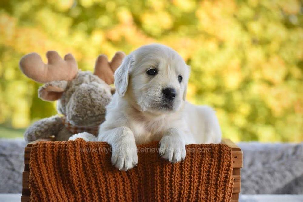 Paisley Image of Paisley, a Golden Retriever puppy