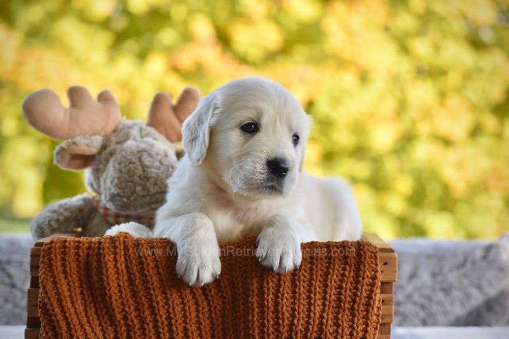 Paisley Image of Paisley, a Golden Retriever puppy