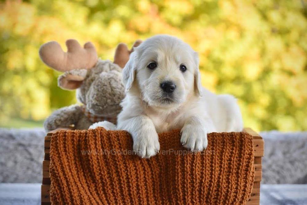 Paisley Image of Paisley, a Golden Retriever puppy