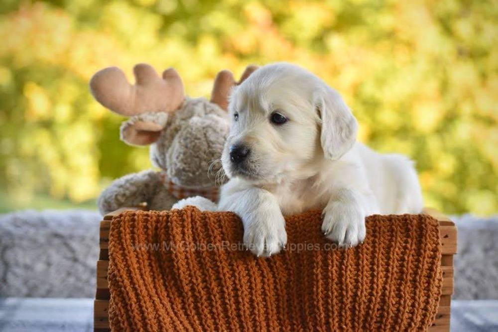 Paisley Image of Paisley, a Golden Retriever puppy
