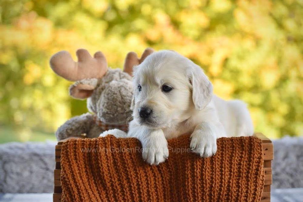 Paisley Image of Paisley, a Golden Retriever puppy