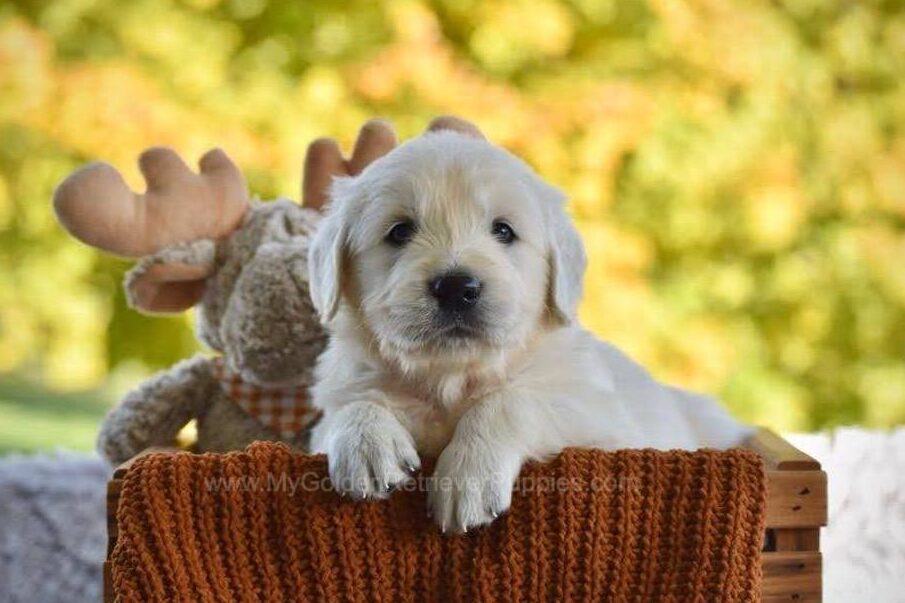 Panda Image of Panda, a Golden Retriever puppy