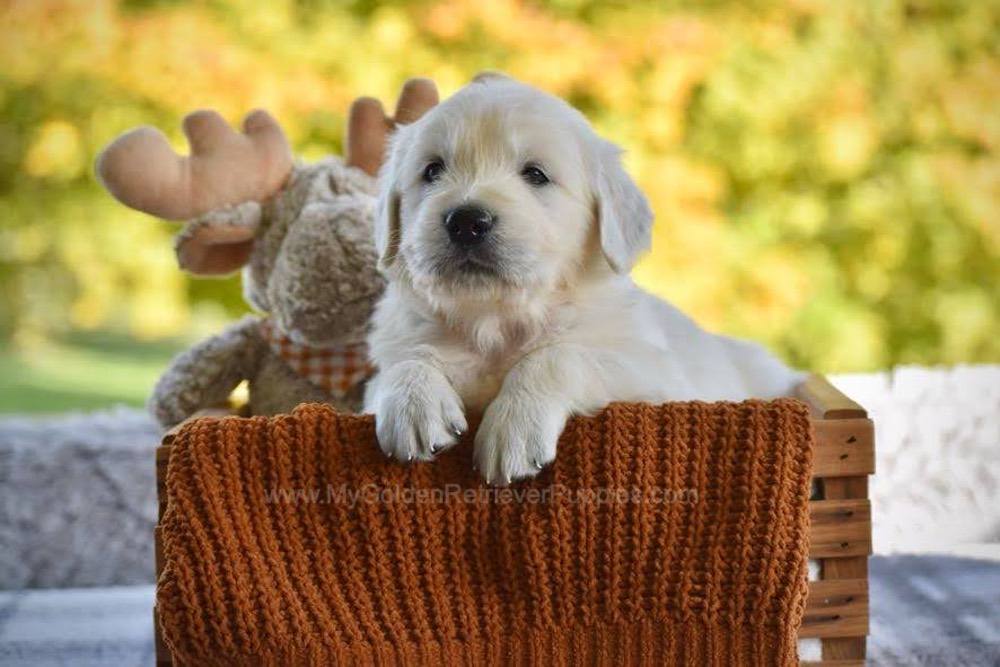Panda Image of Panda, a Golden Retriever puppy