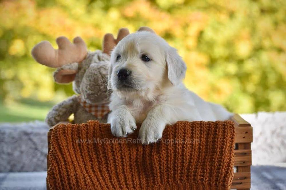 Panda Image of Panda, a Golden Retriever puppy
