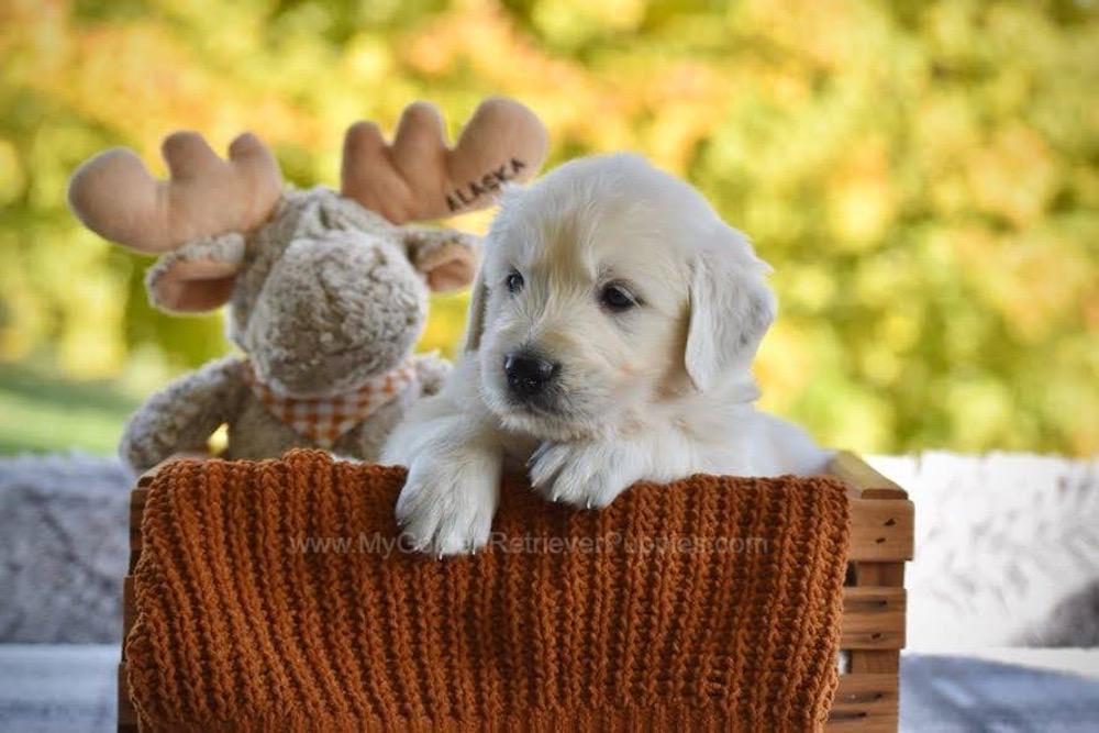 Panda Image of Panda, a Golden Retriever puppy