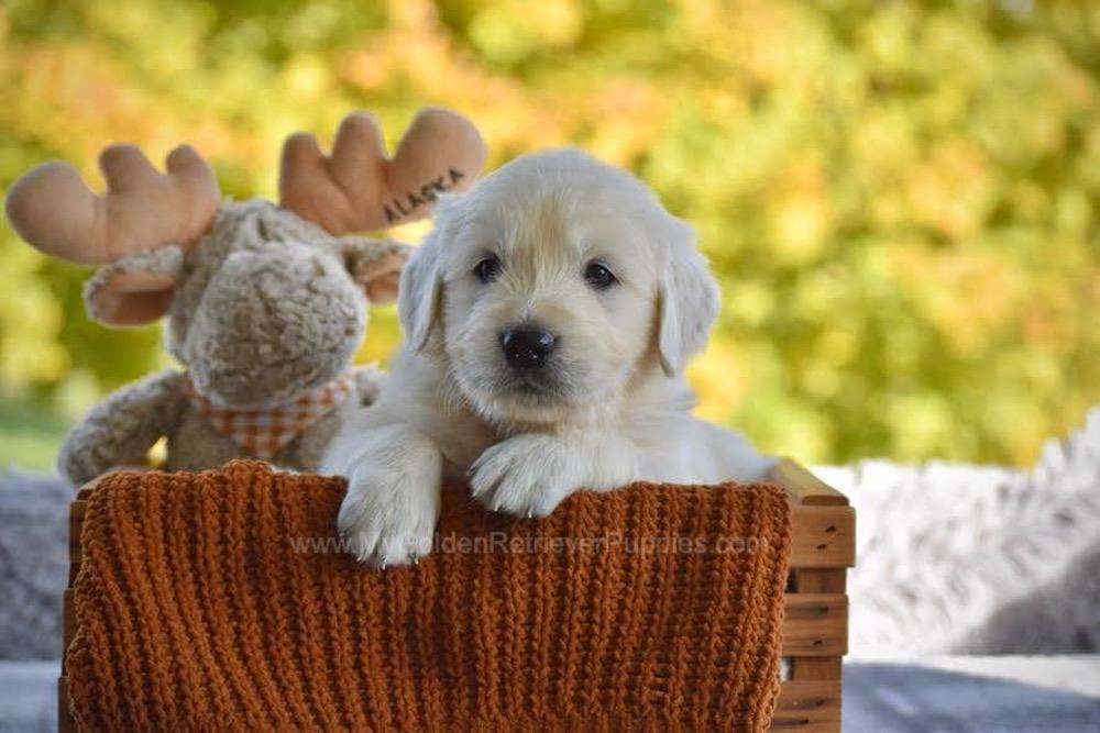 Panda Image of Panda, a Golden Retriever puppy