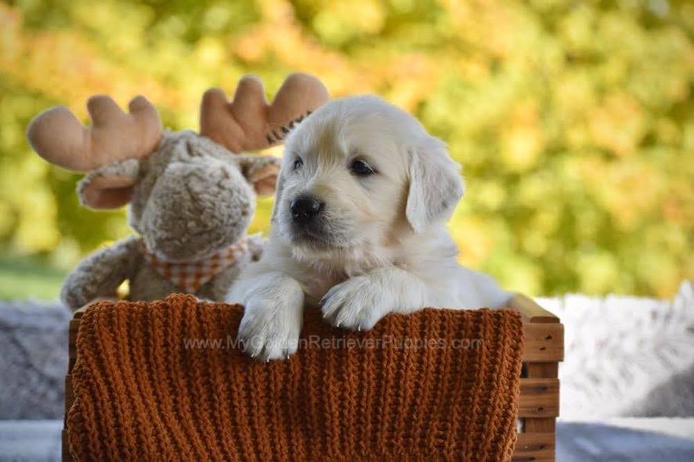 Panda Image of Panda, a Golden Retriever puppy