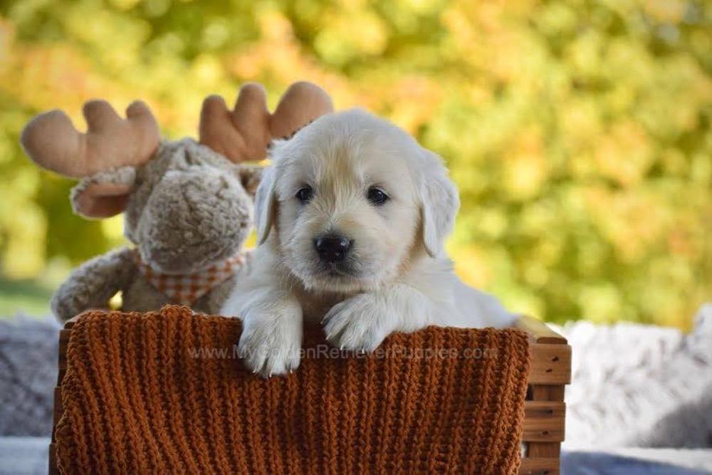 Panda Image of Panda, a Golden Retriever puppy