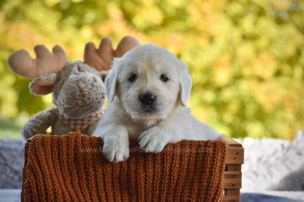 Panda Image of Panda, a Golden Retriever puppy