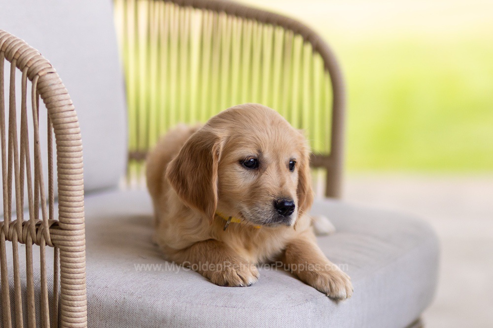 Patsy Image of Patsy, a Golden Retriever puppy