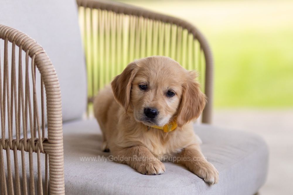 Patsy Image of Patsy, a Golden Retriever puppy